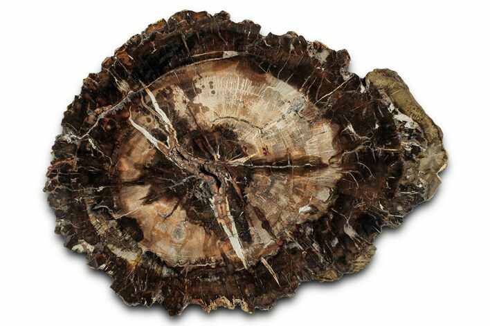 Beautiful Petrified Wood (Araucaria) Round - Madagascar #327323